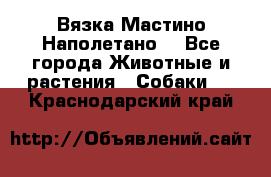 Вязка Мастино Наполетано  - Все города Животные и растения » Собаки   . Краснодарский край